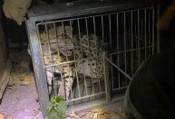 "Gato onça" é resgatado em quintal de casa no interior do CE; veja o vídeo