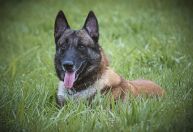 Casal é condenado a pagar indenização por não devolver cadela a vizinhas