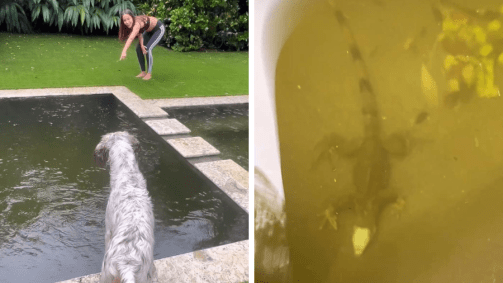 anitta e iguana