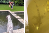 Anitta descobre iguana na piscina de casa em Miami: "Cachorro está enlouquecido"