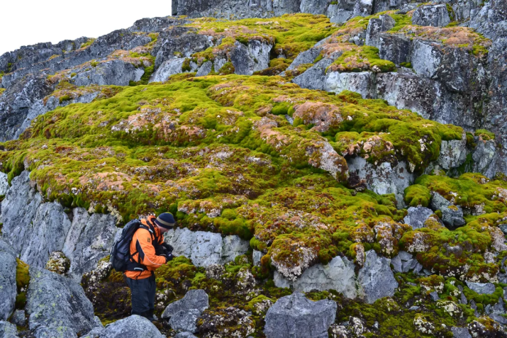 Vegetação crescendo na paisagem rochosa de Norsel Point, na Antártica • Dan Charman