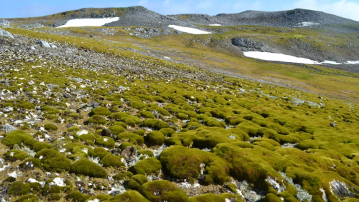 Ilha Ardley, na Antártica, com cerca de 1,6 km de comprimento e lar de várias colônias de pinguins