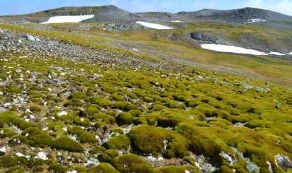 Antártida verde: imagens de satélite mostram efeitos do aquecimento