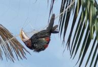 62 pássaros morrem em rede de pesca em área particular no Amazonas; proprietário é multado