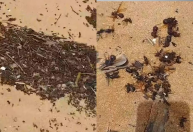 Vídeo: Grande quantidade de formigas tanajuras aparecem mortas em praia do ES