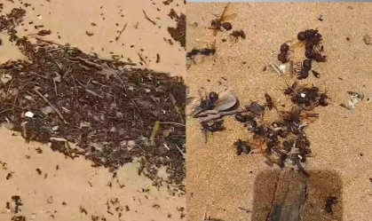 Vídeo: Grande quantidade de formigas tanajuras aparecem mortas em praia do ES