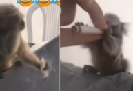 Vídeo: jovem oferece drogas e álcool a macaco e é preso na Paraíba
