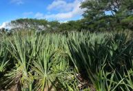 Pesquisadores brasileiros tentam transformar planta em "cana do sertão"; entenda