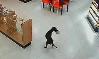 cachorrofurta