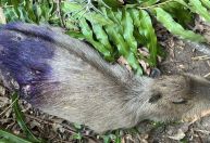 Maníaco das capivaras: polícia do RJ busca criminoso que mata animais e vende carne na feira