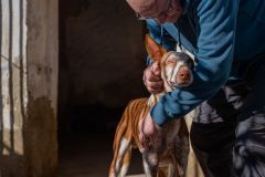 &quot;Este é Santos, um podenco resgatado pela Hope For Podencos. Eu os visitei em Albacete, Espanha, como parte do meu projeto de livro sobre Podencos, uma raça de cão de caça terrivelmente abusada na Espanha. Todos os anos, após o fim da temporada de caça, milhares são abandonados, e alguns sortudos são salvos por organizações de resgate como a Hope For Podencos. Com minha fotografia, tento ajudar o máximo que posso: Juntos, somos mais fortes!&quot;