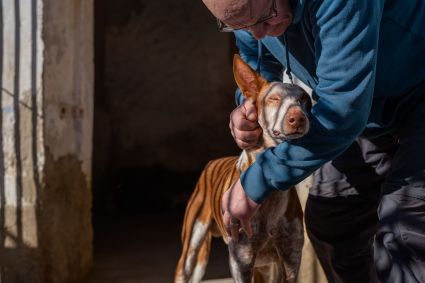 &quot;Este é Santos, um podenco resgatado pela Hope For Podencos. Eu os visitei em Albacete, Espanha, como parte do meu projeto de livro sobre Podencos, uma raça de cão de caça terrivelmente abusada na Espanha. Todos os anos, após o fim da temporada de caça, milhares são abandonados, e alguns sortudos são salvos por organizações de resgate como a Hope For Podencos. Com minha fotografia, tento ajudar o máximo que posso: Juntos, somos mais fortes!&quot;