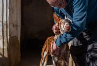 Concurso seleciona melhores fotos de cachorros; veja os vencedores de 2024