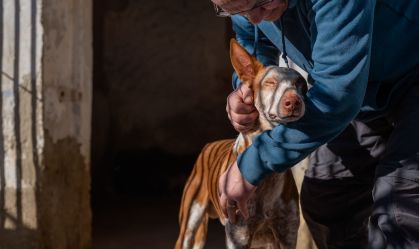 Concurso seleciona melhores fotos de cachorros; veja os vencedores de 2024