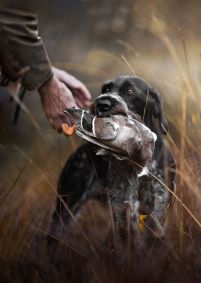 &quot;Cadela Pointer Alemão de Pelo Duro Lemon durante um exercício de teste de caça (recuperação de pato)&quot;