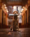 &quot;Esta foto foi tirada no Leadenhall Market, um marco histórico de Londres que remonta ao século XIV, onde já prosperou como um centro de comércio de carne, aves e caça. O Wirehaired Vizsla, conhecido por seu papel como cão de caça, encontra seu lugar em meio ao brilho quente do mercado e aos paralelepípedos encharcados pela chuva - refletindo a herança da raça e o rico passado do mercado&quot;