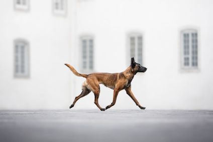 &quot;Maze estava trotando e eu tive a sorte de ter o timing perfeito para esta foto. Ela está apenas flutuando e suas patas se tocando tornam tudo primoroso&quot;