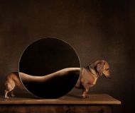 &quot;Metamorfose canina&quot;