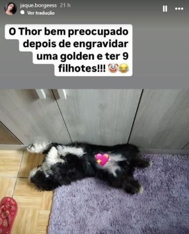 Tutora de cão Shih Tzu que engravidou Golden, brinca sobre a paternidade do cão • Reprodução