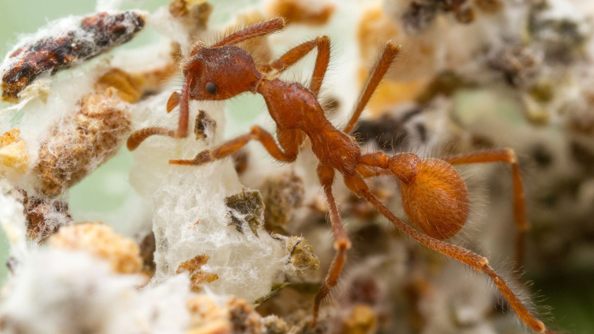 Uma operária da espécie de formiga cultivadora de fungos Apterostigma collare, da Costa Rica, aparece em um jardim de fungos. A história evolutiva compartilhada parece ter beneficiado tanto as formigas quanto os fungos, segundo pesquisa