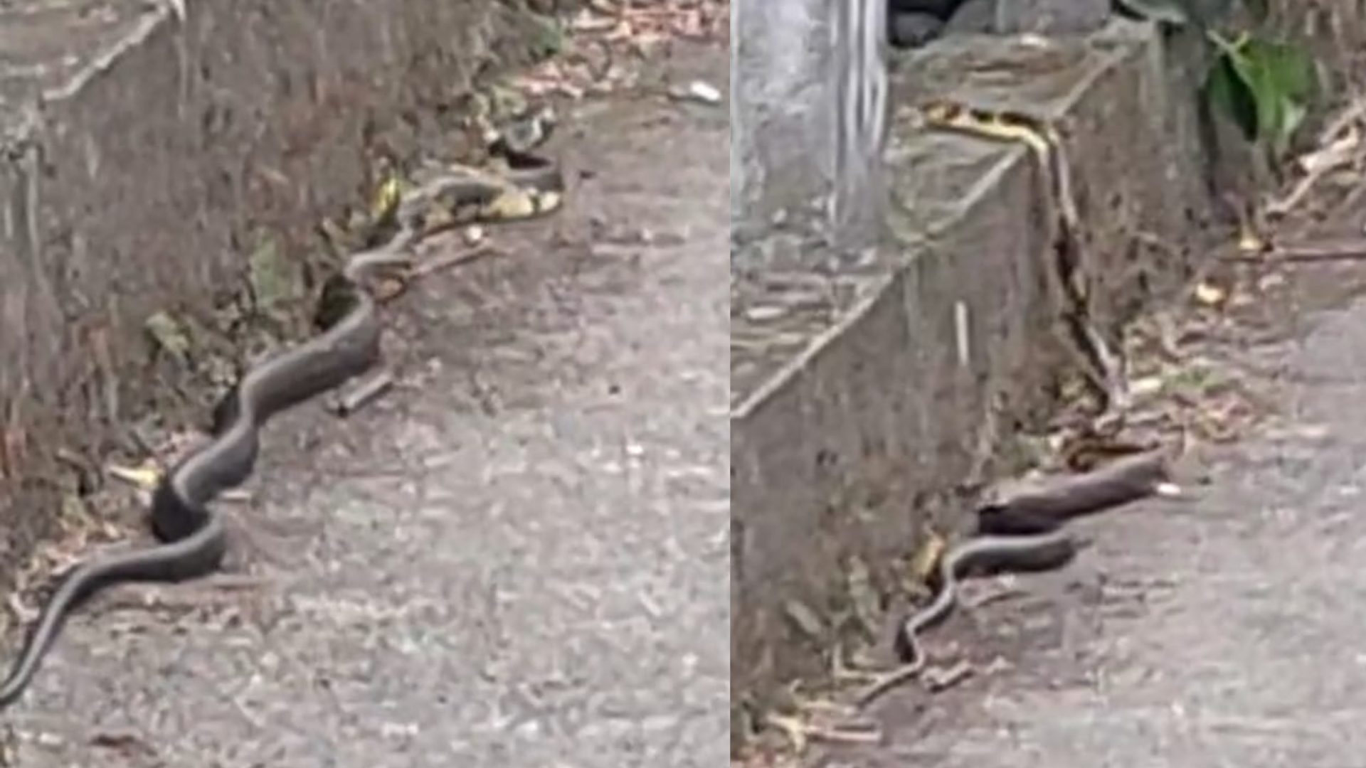SERPENTE BLUMENAU