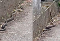 Vídeo: Cobra chama a atenção de pedestres em via no centro de Blumenau (SC)