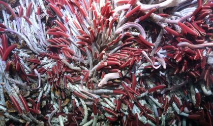 Cientistas descobrem comunidade de animais escondida no fundo do mar
