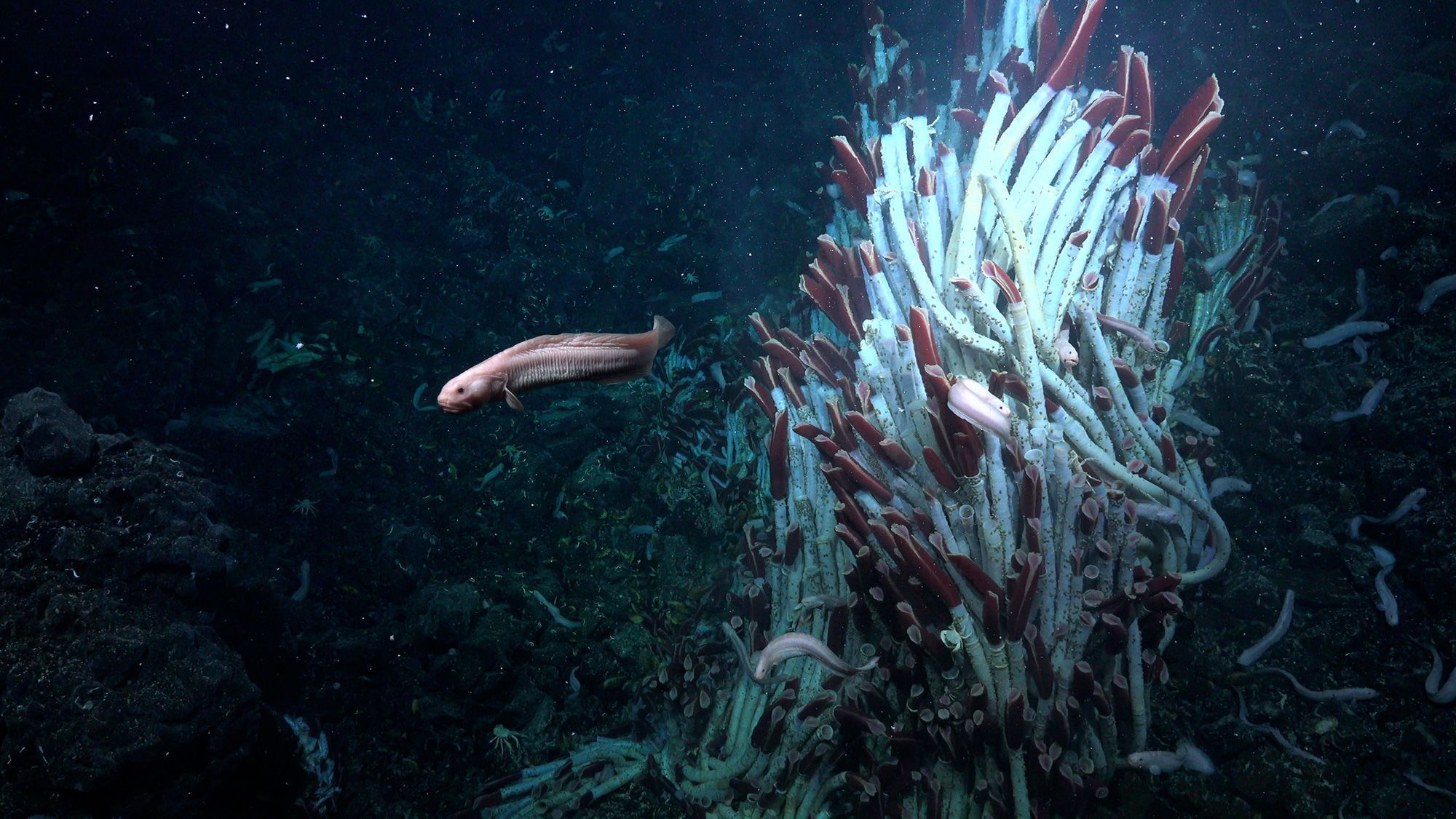 Uma enguia nadando ao lado de uma torre de vermes tubulares no Tica Vent, um local de ventilação hidrotermal na elevação do Pacífico Leste • ROV SuBastian/Schmidt Ocean Institute via CNN Newsource