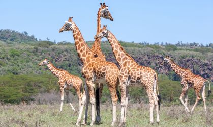 Estudo indica que evolução da postura ereta dos mamíferos aconteceu tardiamente