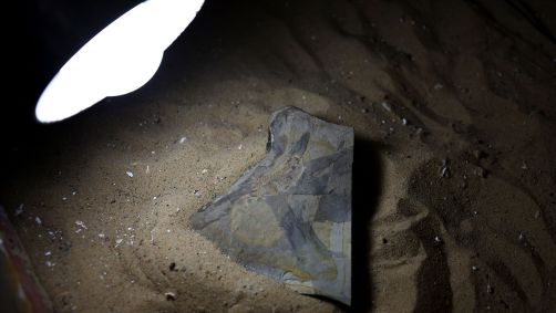 Fóssil do girino mais antigo do mundo, que coexistiu com dinossauros no Jurássico Médio, há cerca de 165 milhões de anos, é retratado em Buenos Aires, Argentina