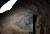 Cientistas encontram girino mais antigo já descoberto, em Buenos Aires