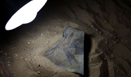 Cientistas encontram girino mais antigo já descoberto, em Buenos Aires