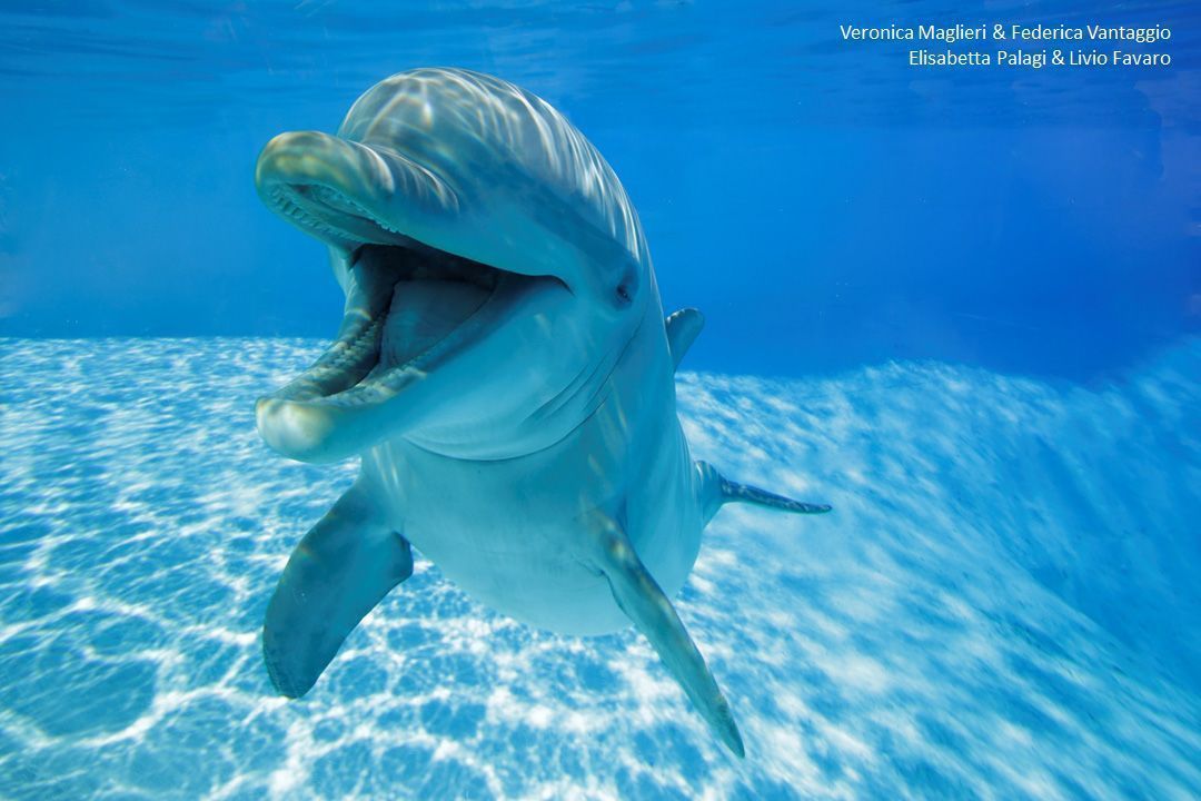 Quase todos os “sorrisos” foram registrados quando os golfinhos estavam brincando uns com os outros, e não com seus treinadores humanos ou sozinhos