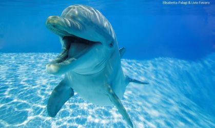 Quase todos os “sorrisos” foram registrados quando os golfinhos estavam brincando uns com os outros, e não com seus treinadores humanos ou sozinhos