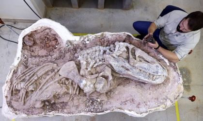 Fóssil de nova espécie de réptil encontrado no Brasil ajuda a entender ascensão dos dinossauros