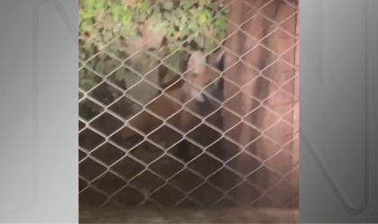 Vídeo: Lobo-guará é resgatado em chácara