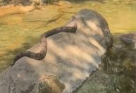 Vídeo: estudante registra jiboia tomando sol e nadando em cachoeira de GO