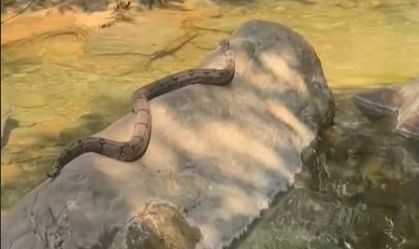 Vídeo: estudante registra jiboia tomando sol e nadando em cachoeira de GO