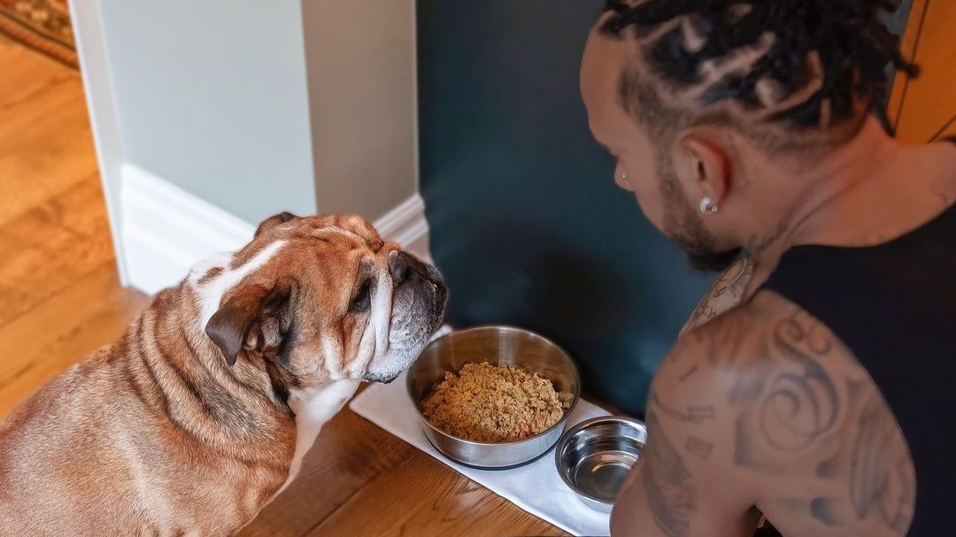 Roscoe, cachorro do Lewis Hamilton, tem dieta vegana