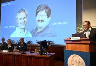 Conheça o projeto que descobriu o microRNA e ganhou o Nobel de Medicina