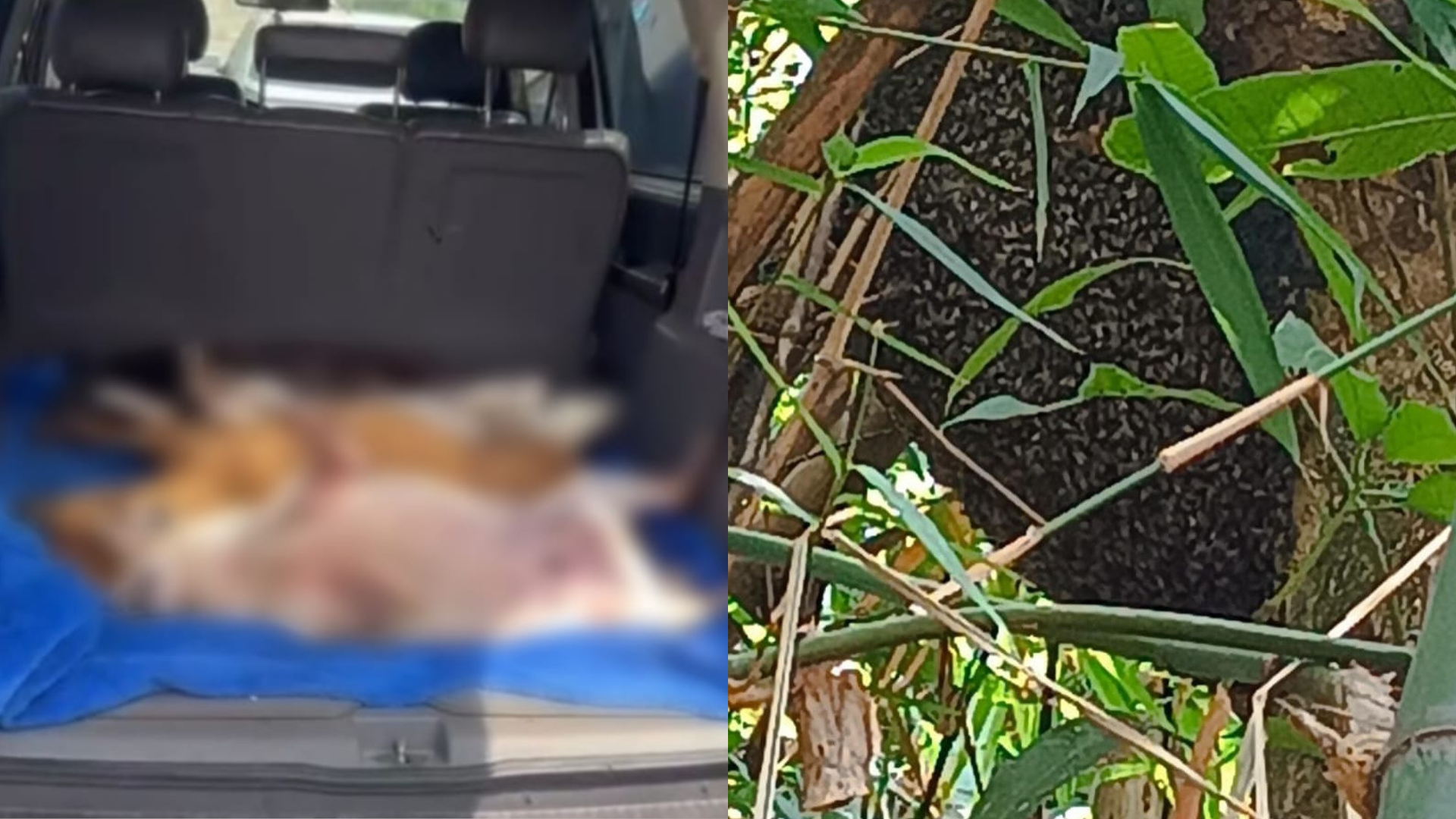 Ataque de abelhas em GO mata cachorros