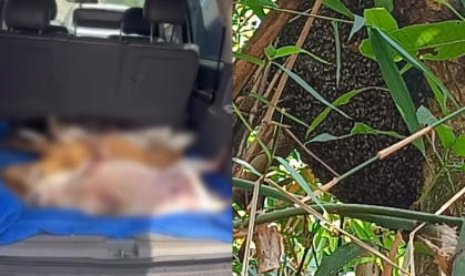 Seis cachorros morrem após ataque de abelhas em Goiânia