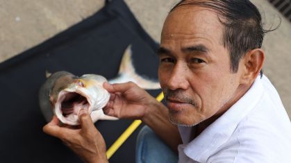 Um dos dois exemplares gigantes de carpa-salmão-gigante-do-Mecom capturados por pescadores no Camboja em 2023