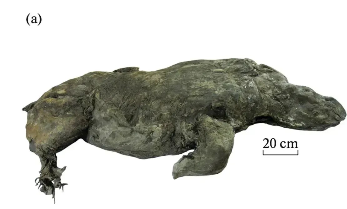 Um rinoceronte-lanudo foi encontrado mumificado no permafrost russo • Academia Russa de Ciências