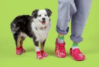 Crocs lança sandália para cachorros combinarem com seus donos