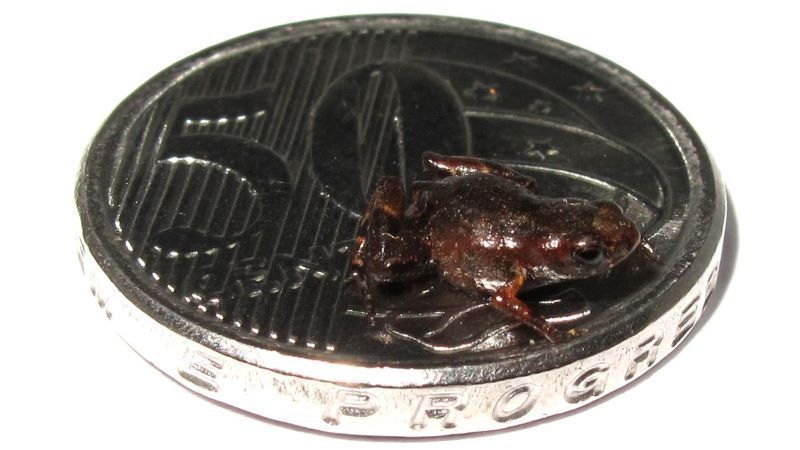 Sapo-pulga Brachycephalus dacnis pode ter menos de 7 milímetros