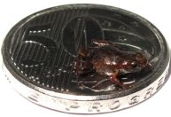 Cientistas encontram o 2º menor vertebrado do mundo na Mata Atlântica; veja