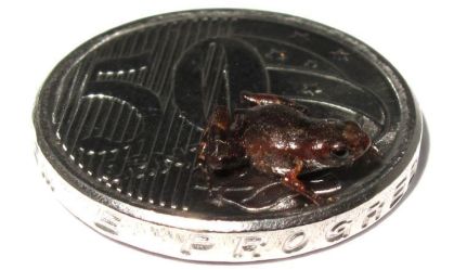 Cientistas encontram o 2º menor vertebrado do mundo na Mata Atlântica; veja