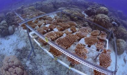 Cientistas combinam espécies para criar coral mais resistente ao calor