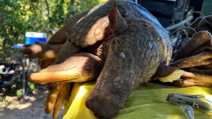 Pesquisadores do Projeto Tatu-Canastra capturaram o maior macho da espécie já registrado, no início de outubro, durante uma expedição no Pantanal • ICAS